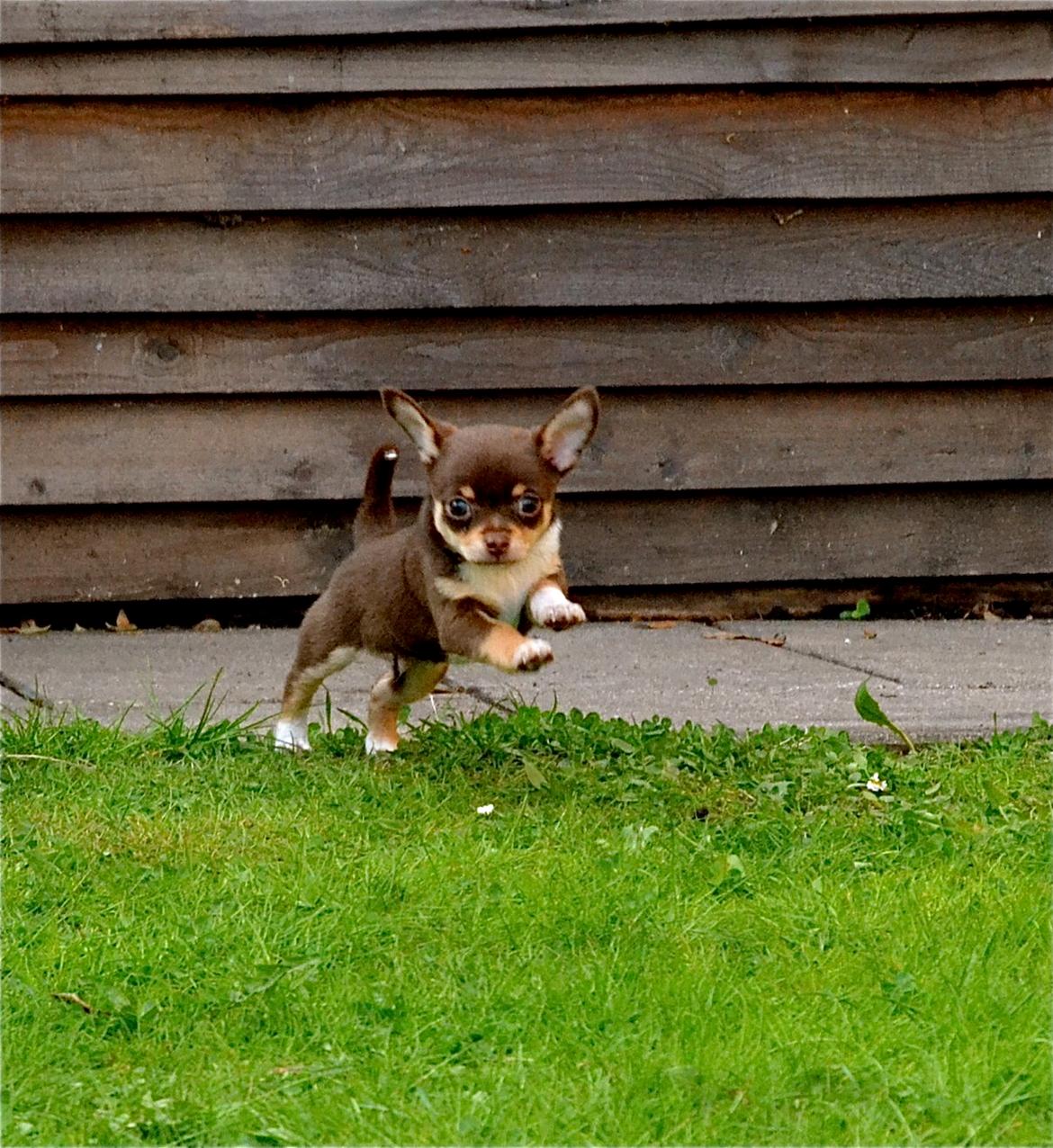 Chihuahua Mighty Draco billede 29