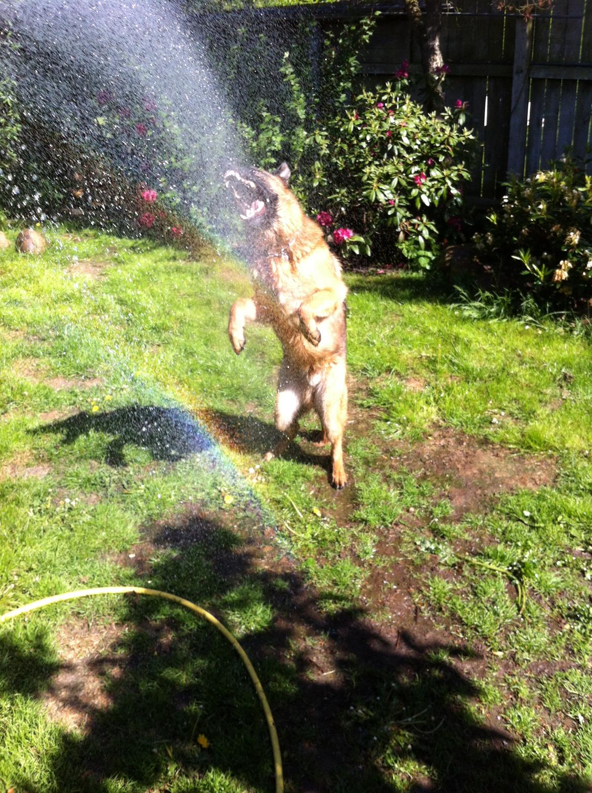 Schæferhund Dalton billede 16