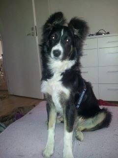 Blanding af racer Prins billede 1