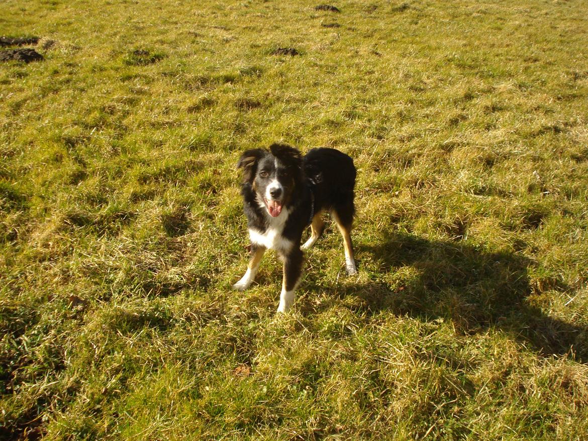 Blanding af racer Prins billede 2