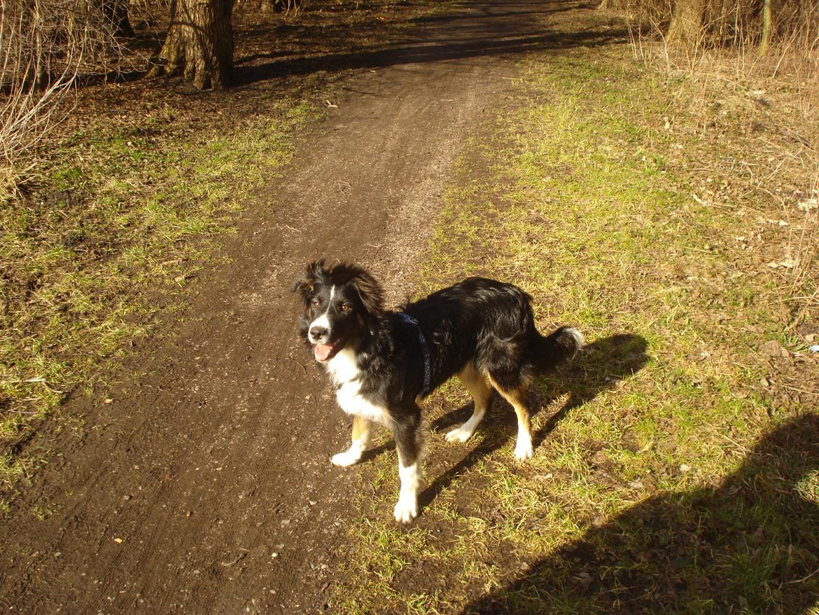 Blanding af racer Prins billede 3