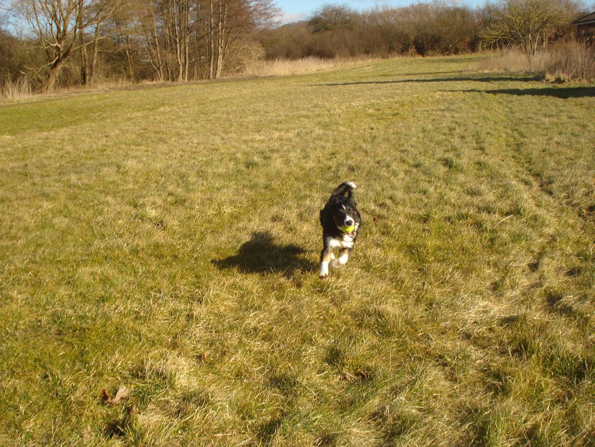 Blanding af racer Prins billede 4