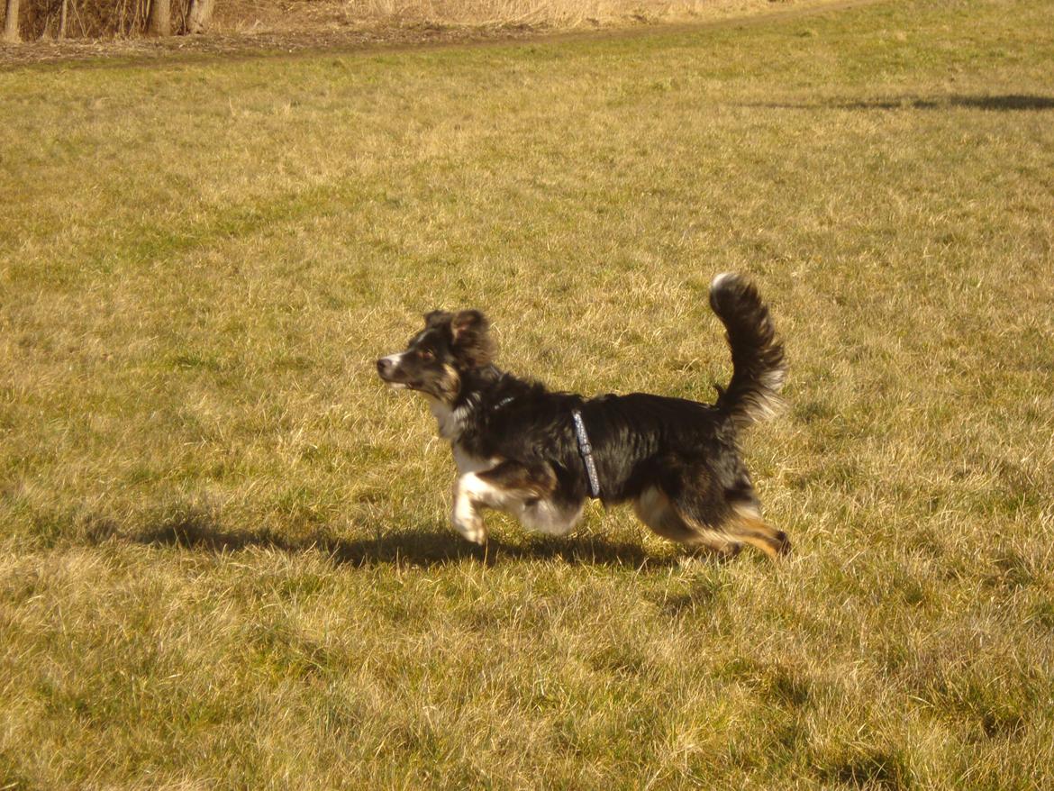 Blanding af racer Prins billede 5