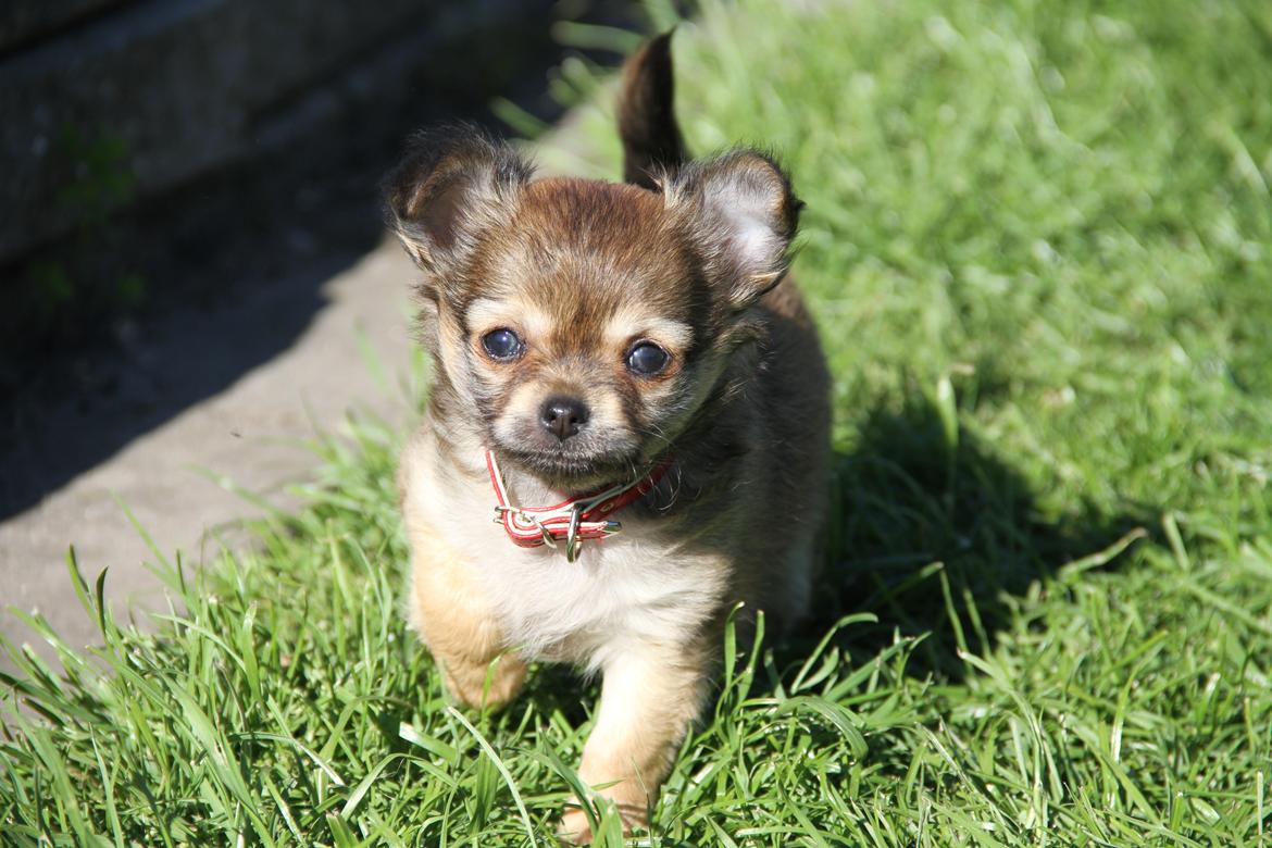 Chihuahua Frk Kvistes ~Estelle~ billede 10