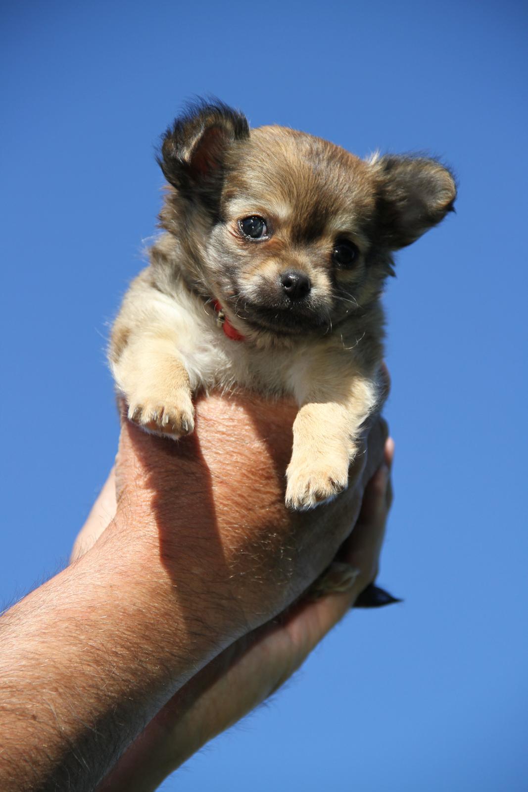 Chihuahua Frk Kvistes ~Estelle~ billede 11
