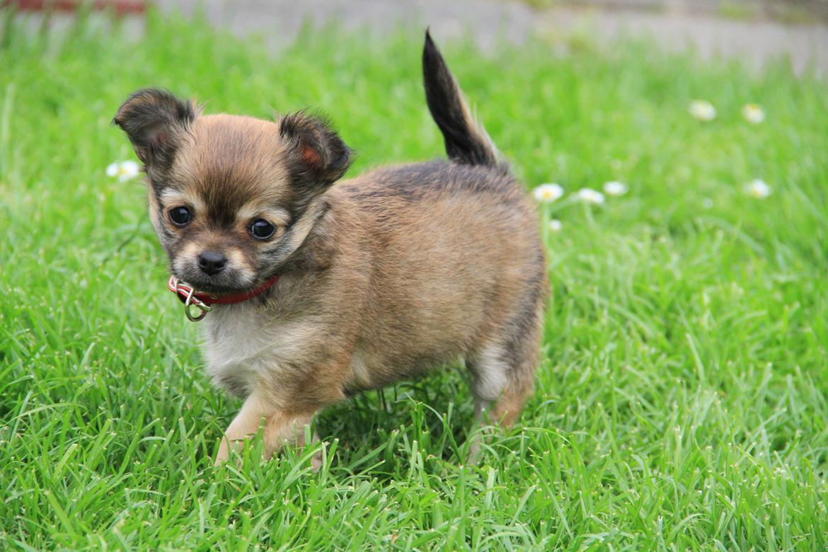 Chihuahua Frk Kvistes ~Estelle~ billede 12