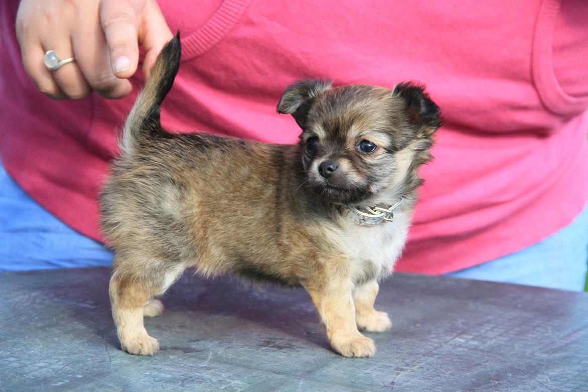 Chihuahua Frk Kvistes ~Estelle~ billede 13