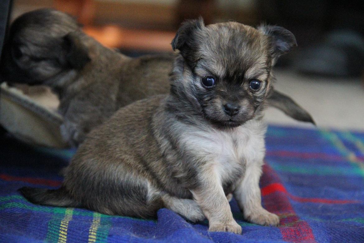 Chihuahua Frk Kvistes ~Estelle~ billede 14