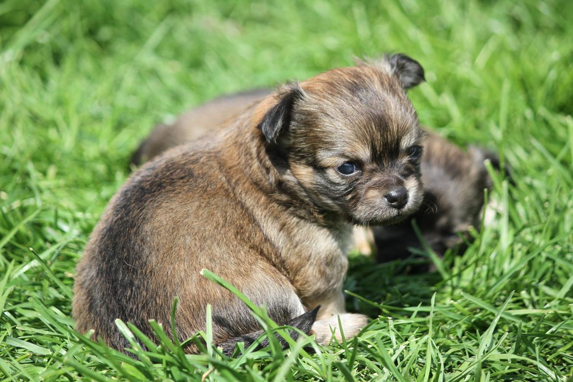 Chihuahua Frk Kvistes ~Estelle~ billede 15