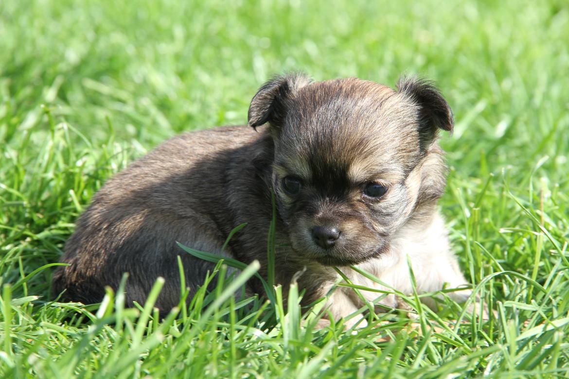Chihuahua Frk Kvistes ~Estelle~ billede 16