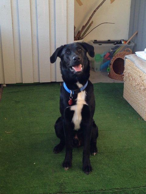 Blanding af racer Kvik  billede 8