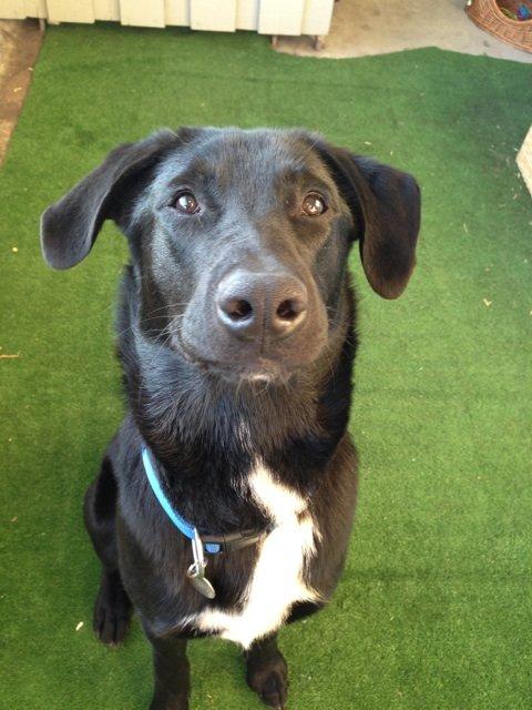 Blanding af racer Kvik  billede 2