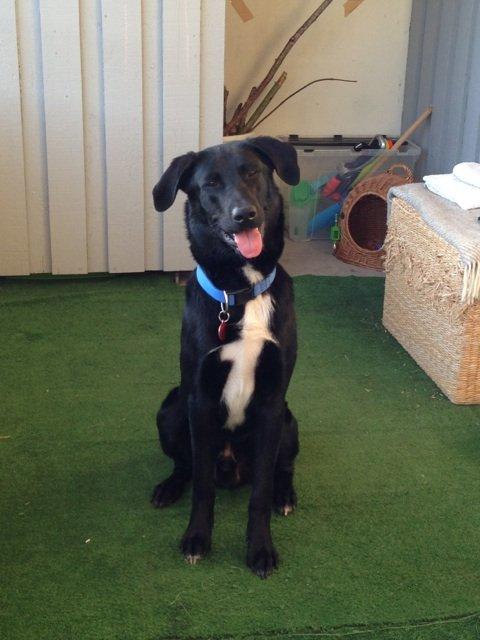 Blanding af racer Kvik  - Så mor, nu har du taget billede, giv mig så bolden :-D billede 7