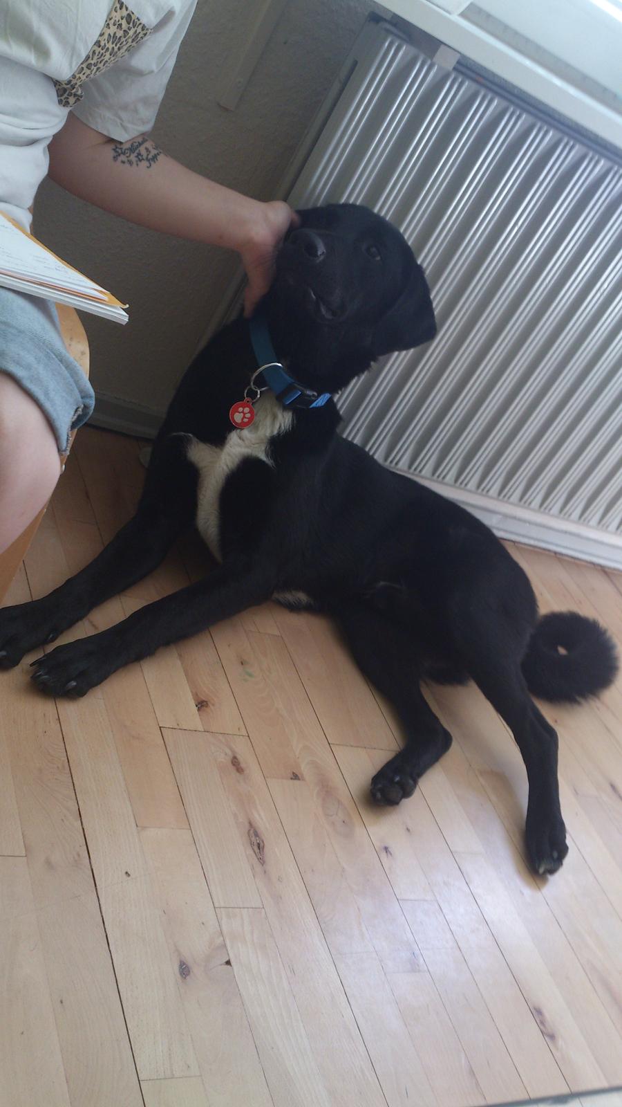 Blanding af racer Kvik  - For træt til at stå op :-P billede 13