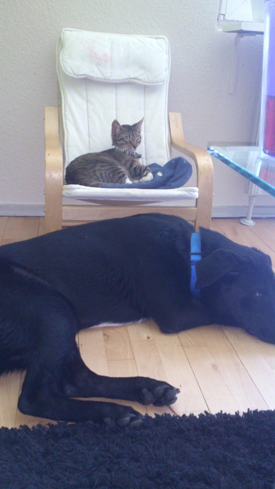 Blanding af racer Kvik  - Hygger med Didde. Kærlighed har ingen grænser <3 billede 14