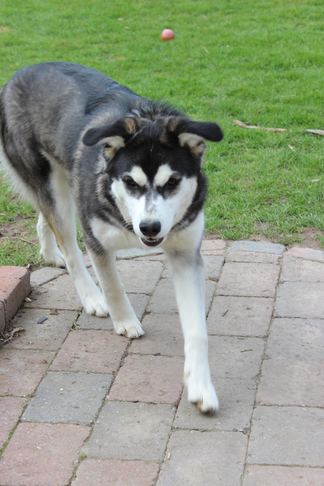 Alaskan malamute nala - nyt taget den 06-05-13 billede 11
