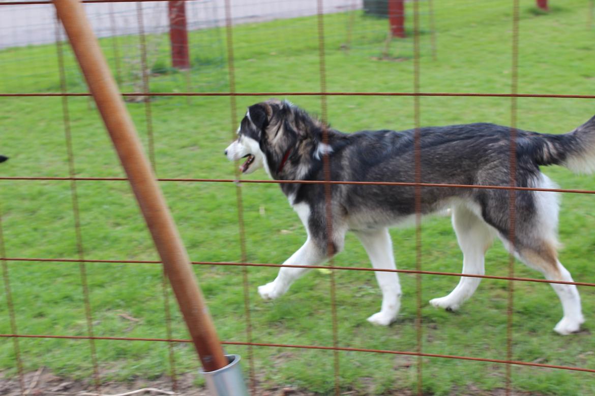 Alaskan malamute nala - nyt billede 12