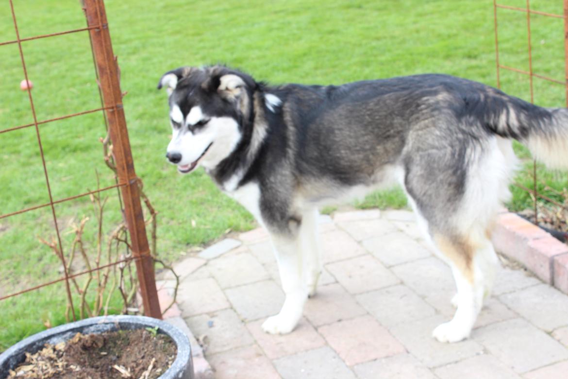 Alaskan malamute nala - nyt billede 13