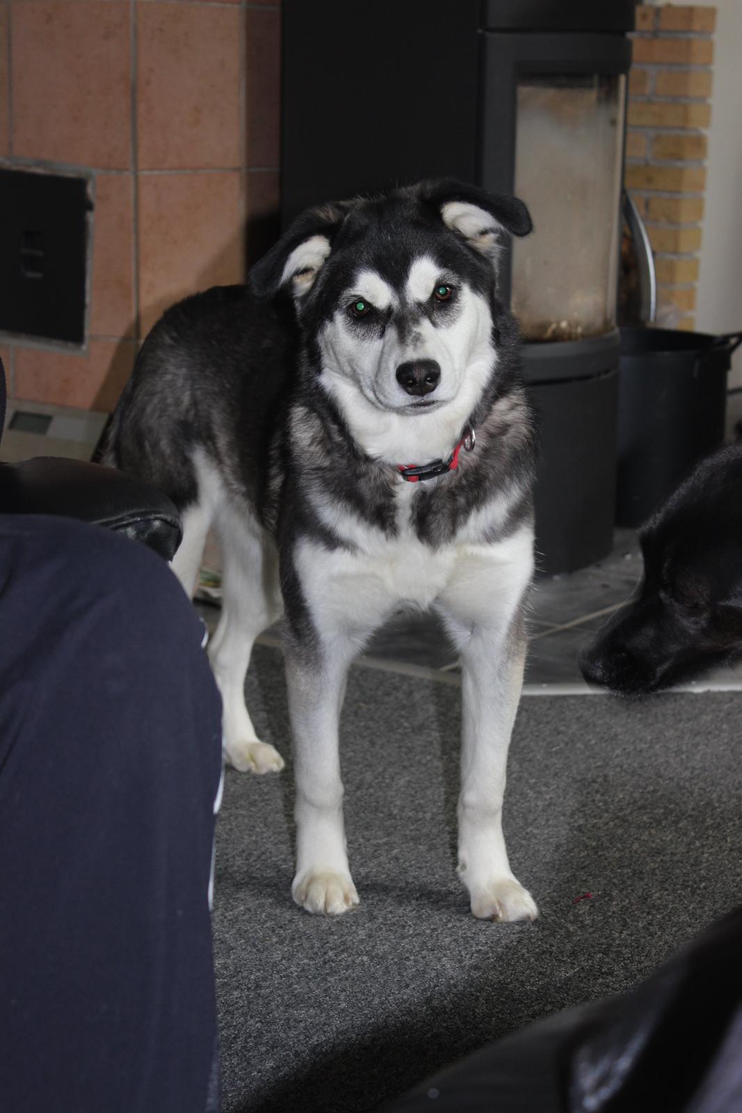 Alaskan malamute nala - nyt billede 14