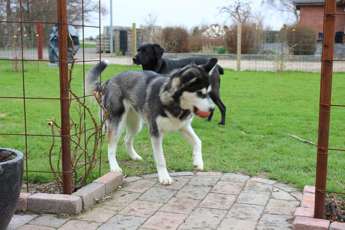 Alaskan malamute nala billede 16