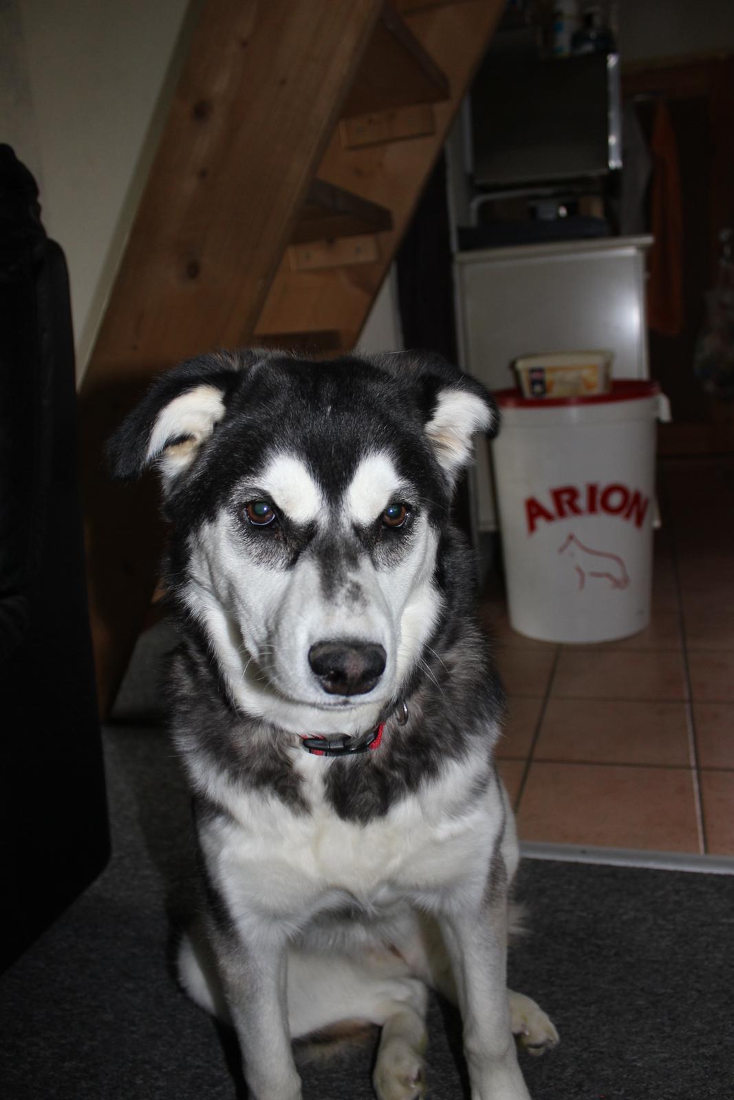Alaskan malamute nala billede 17