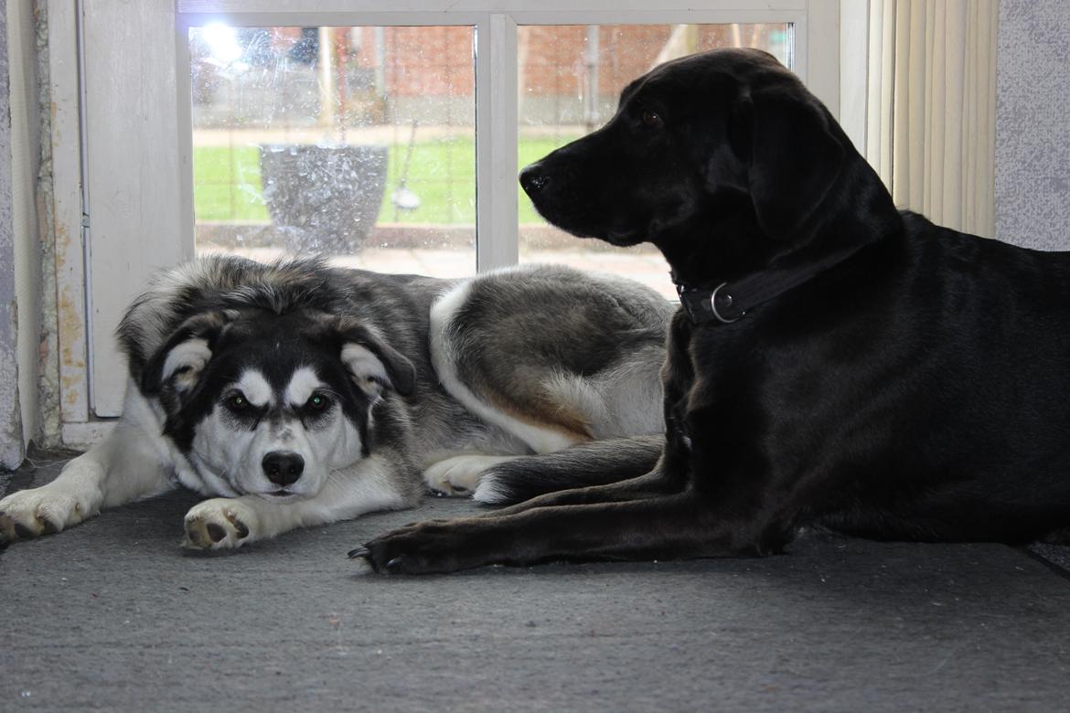 Alaskan malamute nala billede 18