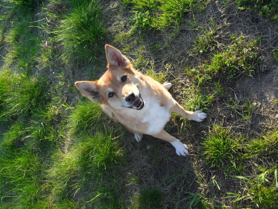 Islandsk fårehund Gelandi Sif billede 1