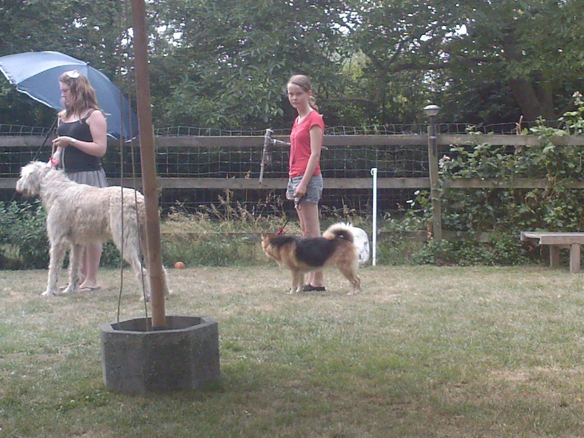 Islandsk fårehund Gelandi Sif - Tåsinge træf billede 2