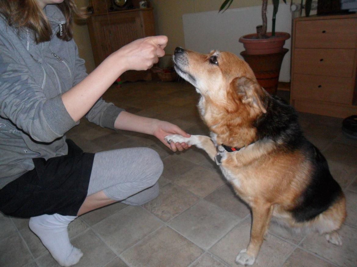 Islandsk fårehund Gelandi Sif billede 3