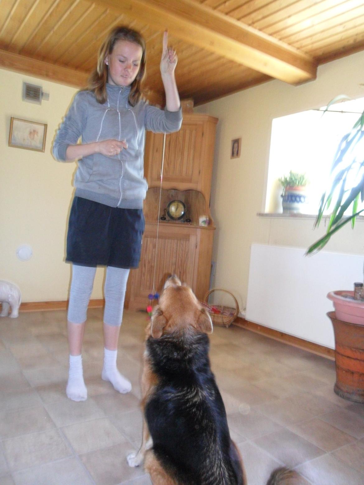 Islandsk fårehund Gelandi Sif billede 4