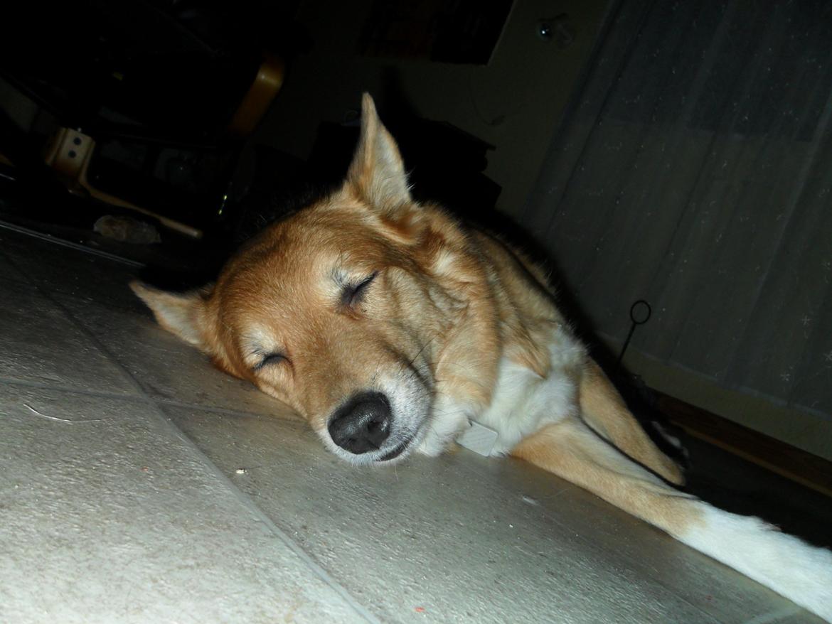 Islandsk fårehund Gelandi Sif billede 5