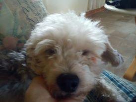 Chinese crested powder puff Albert billede 1