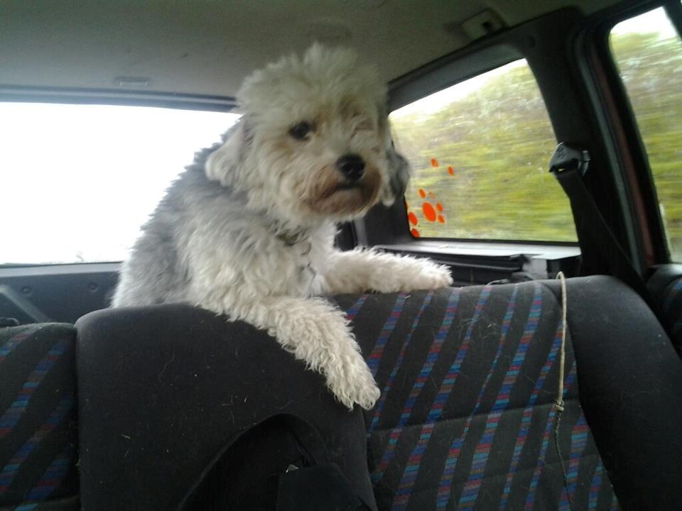 Chinese crested powder puff Albert billede 2