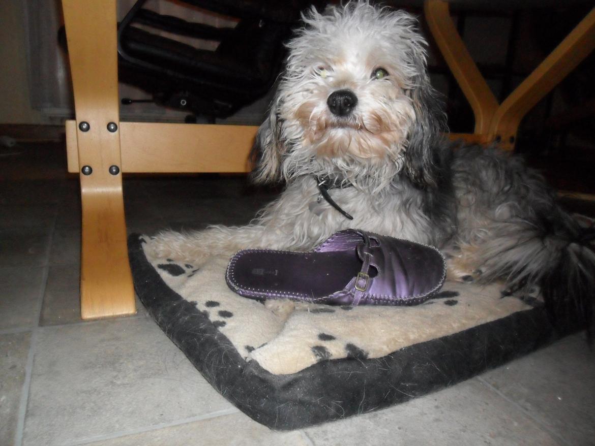 Chinese crested powder puff Albert - Albert og min mors sko billede 3