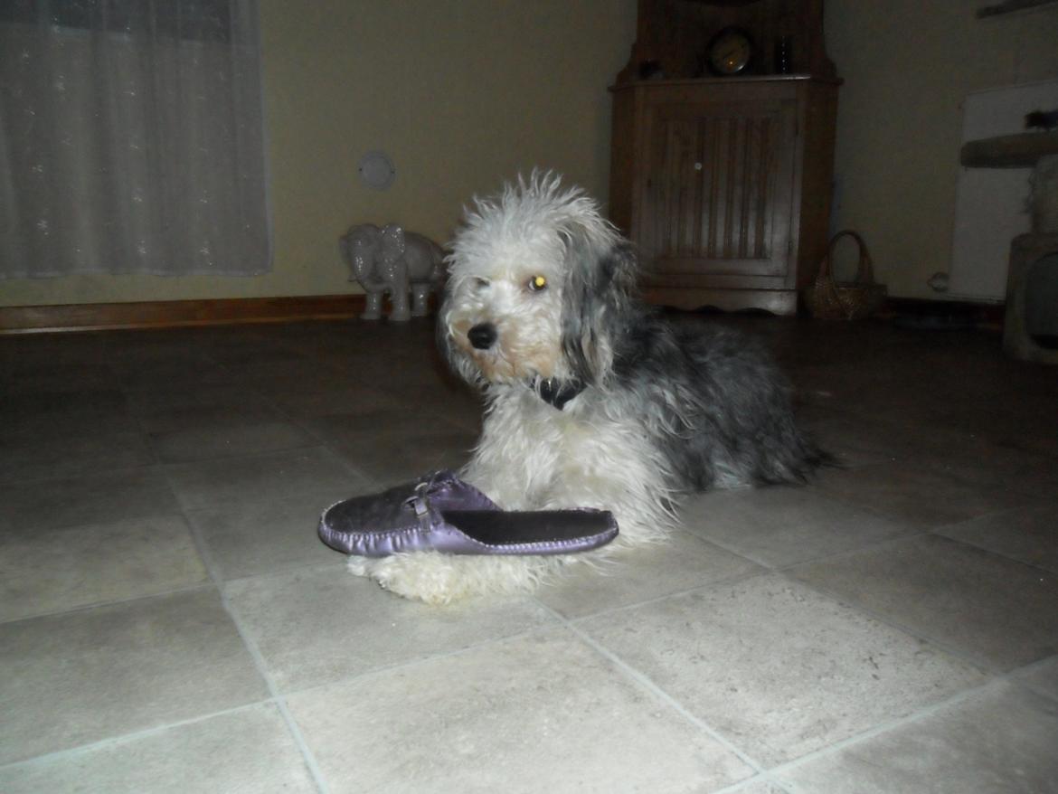 Chinese crested powder puff Albert billede 4