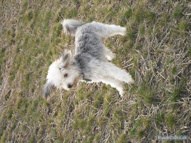 Chinese crested powder puff Albert billede 5