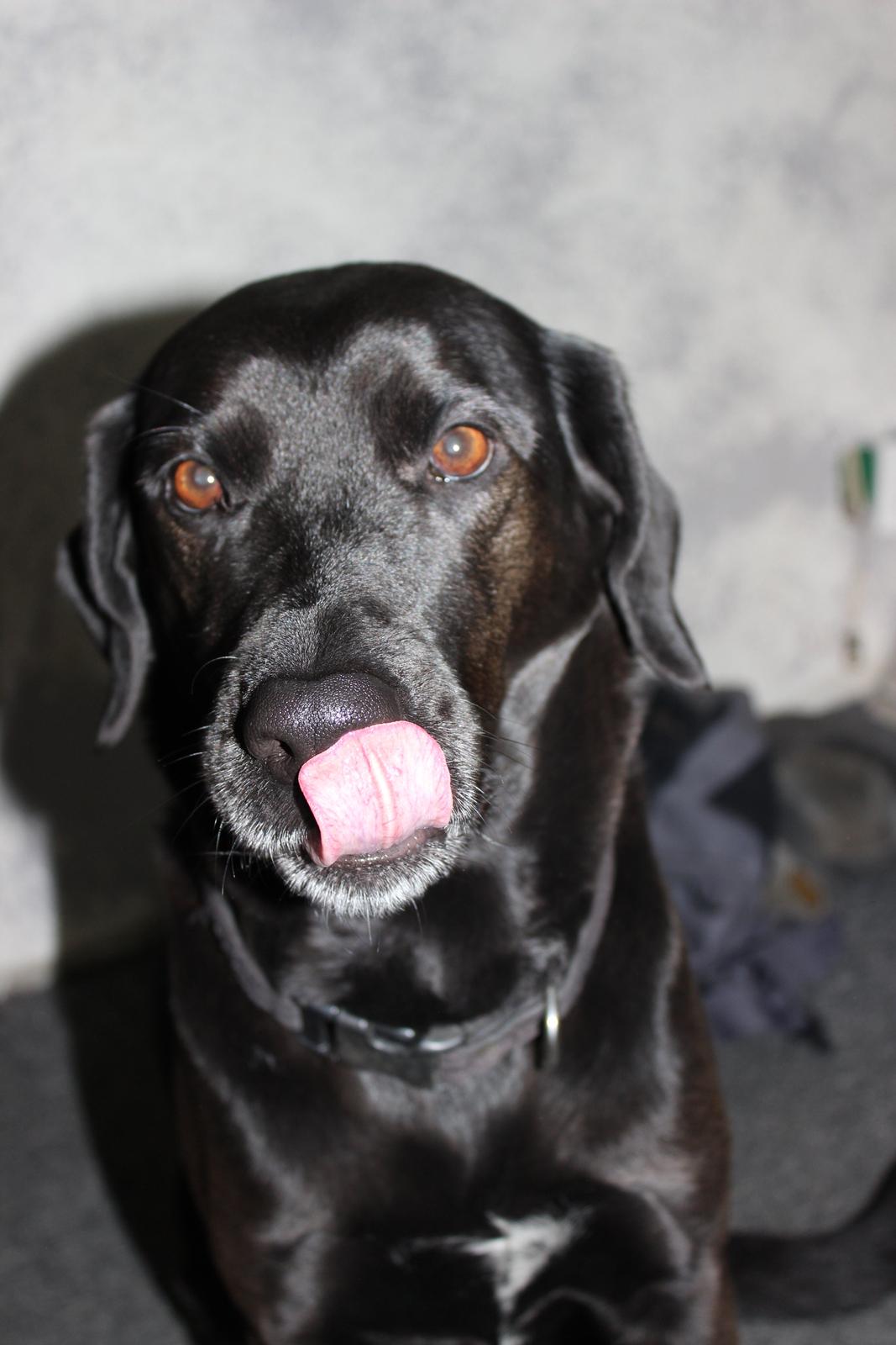 Blanding af racer lady - nyt 05-06-13 billede 18