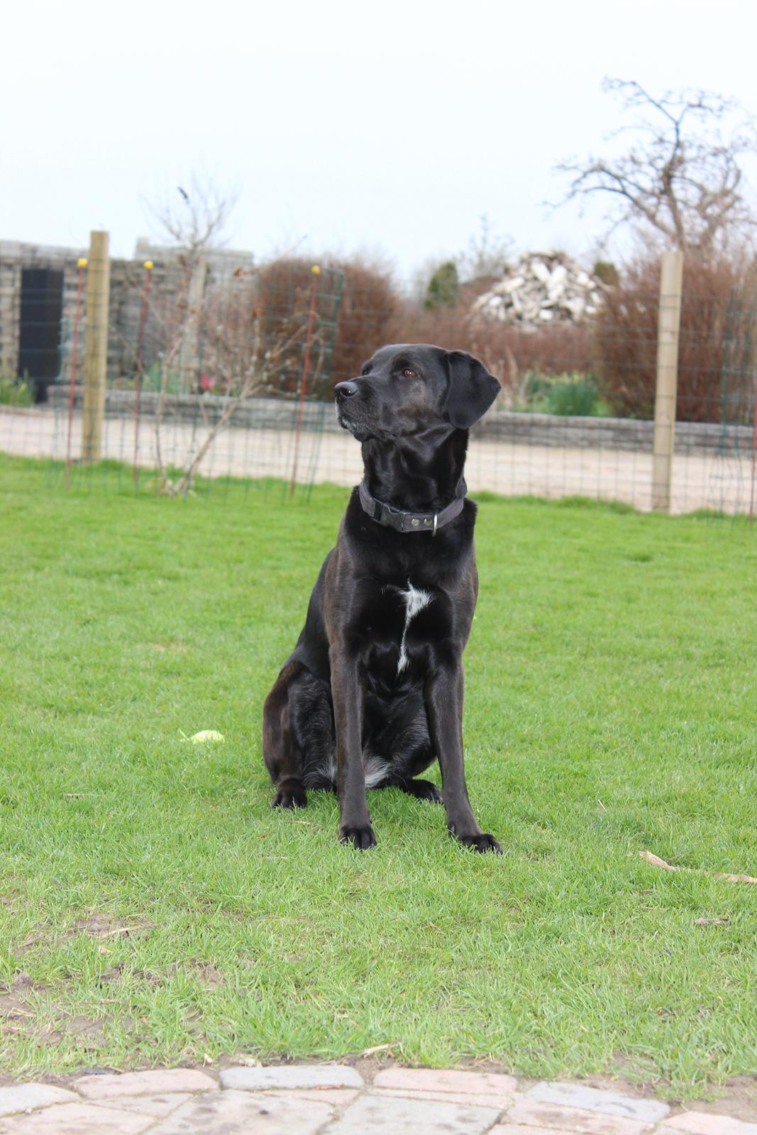 Blanding af racer lady - nyt 05-06-13 billede 19