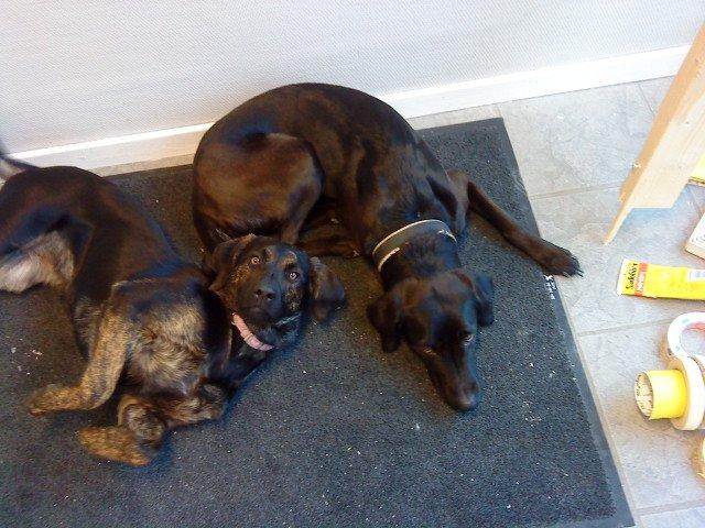 Blanding af racer lady - Lady med sin ene hvalp dooley  billede 20