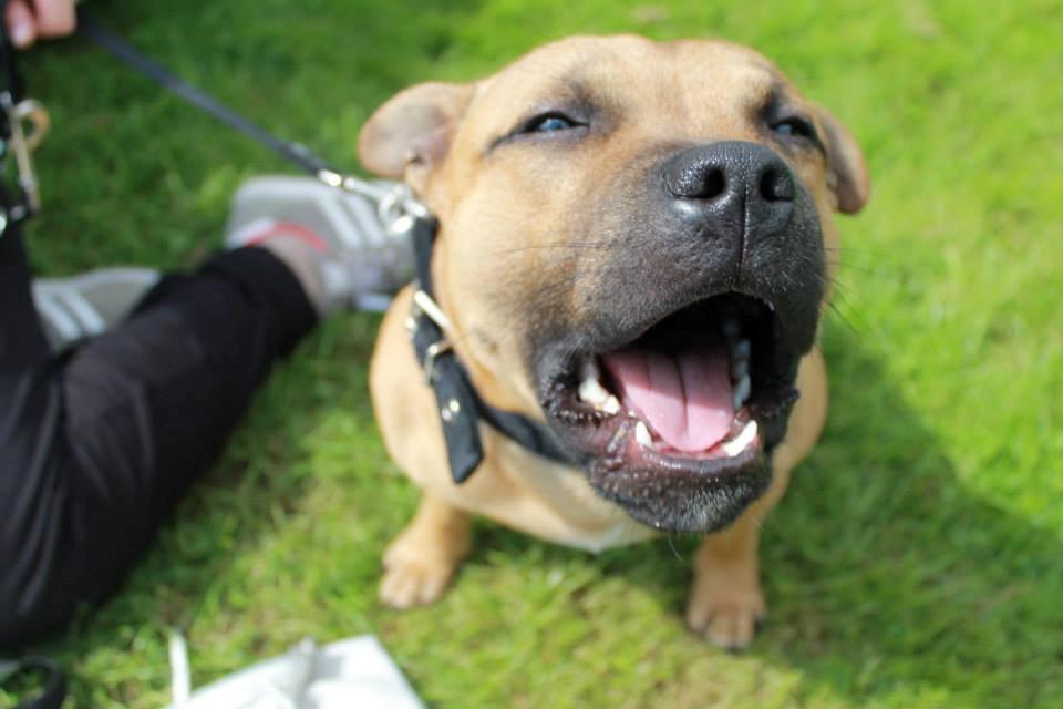 Staffordshire bull terrier KBHV2015 Wenk Staff' s King In A Corner aka Elo billede 31