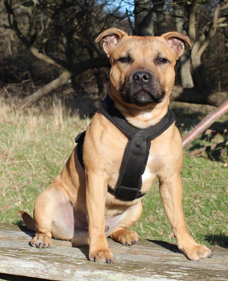 Staffordshire bull terrier KBHV2015 Wenk Staff' s King In A Corner aka Elo billede 26