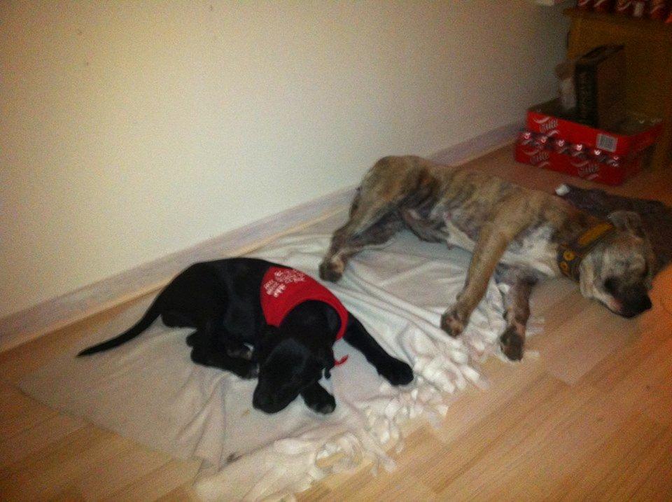 Dogo canario Wilma billede 2