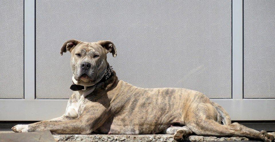 Dogo canario Wilma billede 1