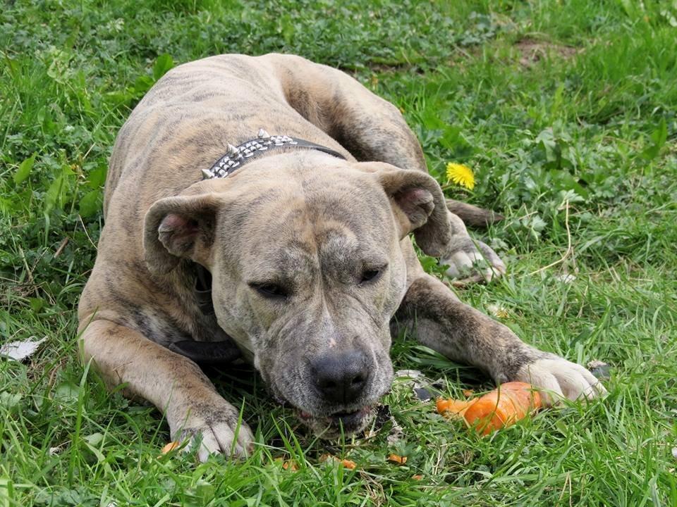 Dogo canario Wilma billede 3