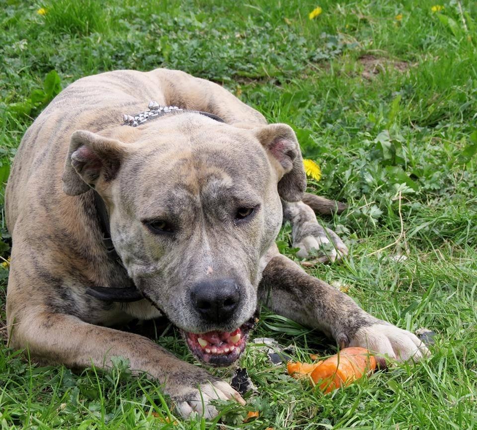 Dogo canario Wilma billede 4