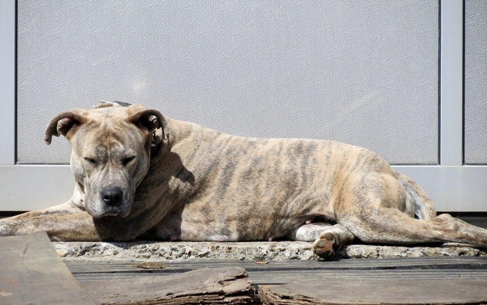 Dogo canario Wilma billede 5