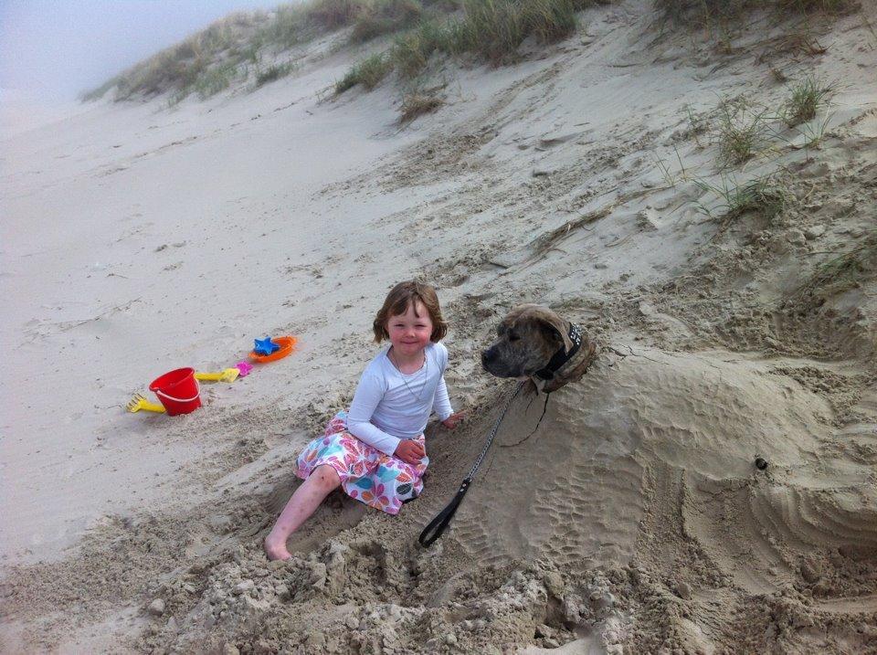 Dogo canario Wilma billede 6