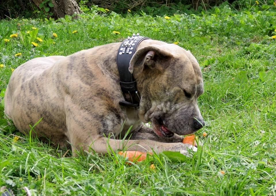 Dogo canario Wilma billede 7