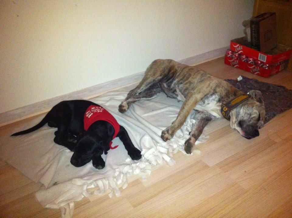 Dogo canario Wilma - Wilma & Pepsi billede 8