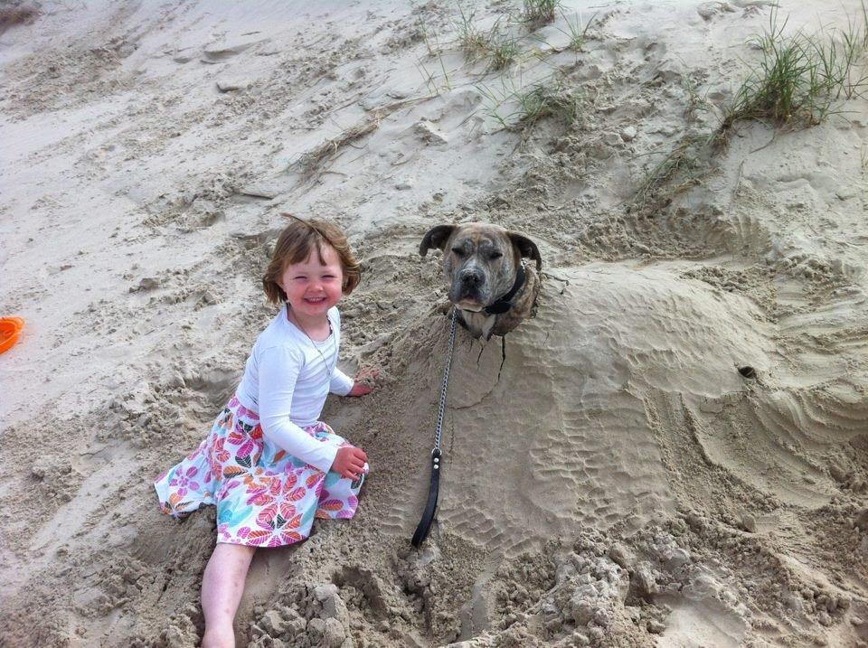 Dogo canario Wilma billede 9